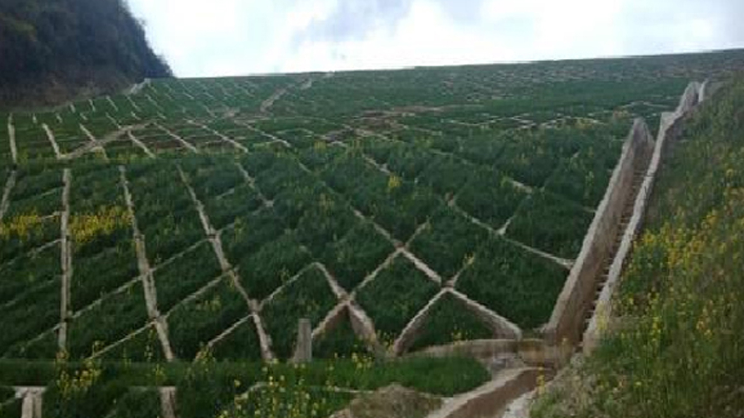 矿山/渣场生态建复